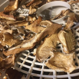 Jak správně sušit houby v elektrické sušičce